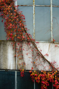 Close-up of flowers on tree