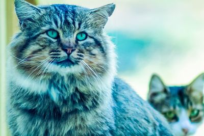 Close-up portrait of cat