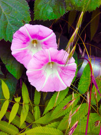 Close-up of pink flower blooming outdoors