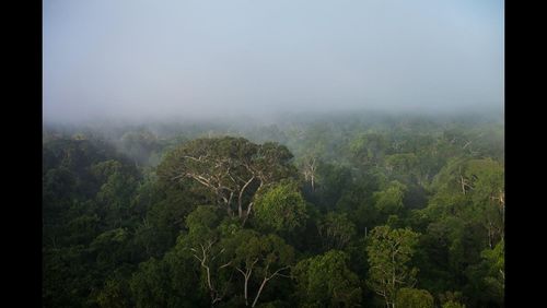 Scenic view of forest against cloudy sky