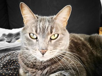 Close-up portrait of a cat
