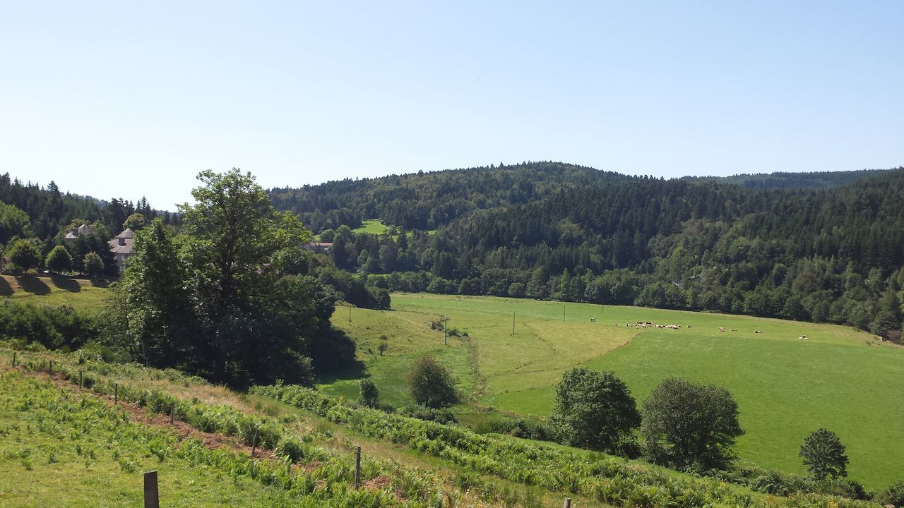 tranquil scene, clear sky, tranquility, tree, scenics, agriculture, landscape, beauty in nature, rural scene, nature, farm, mountain, growth, green color, field, cultivated land, plant, vineyard, non-urban scene, crop, travel destinations, plantation, valley, blue, day, outdoors, remote, no people, lush foliage, grass area