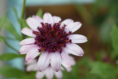 Close-up of flower blooming