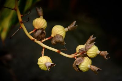 Close-up of yellow flowering plant