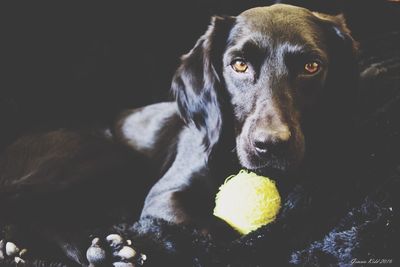 Close-up portrait of dog