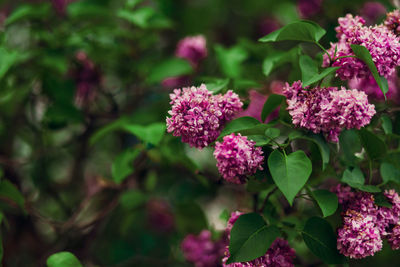 Close-up of purple flowering plant