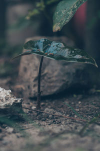 Close-up of taro growing on field