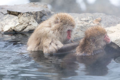 Monkeys in a water