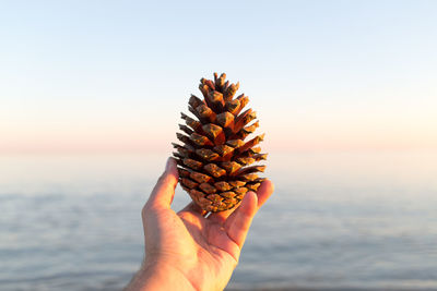 Cropped hand of woman holding pine cone over sea against sky at sunset