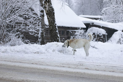 View of dog on snow covered landscape
