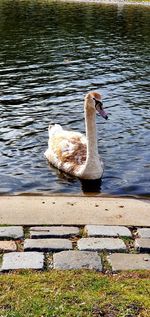 View of swan swimming in lake