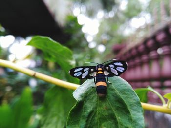 Close-up of butterfly on leaf