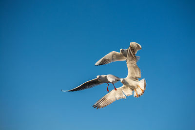 Low angle view of seagulls flying against blue sky