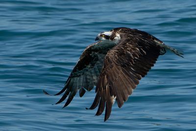 Bird flying over lake