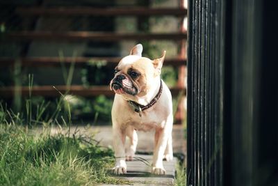 Portrait of dog