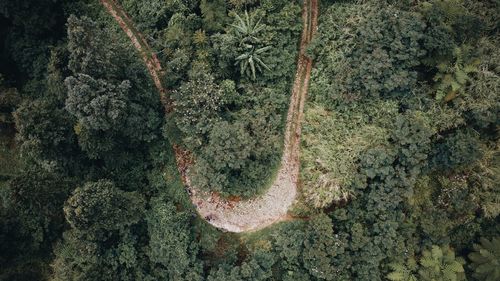 Full frame shot of trees in forest