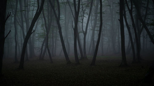 Trees in forest during foggy weather