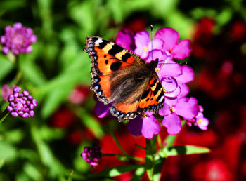 Close-up of butterfly pollinating on purple flower