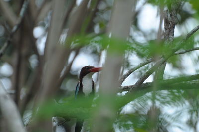 Close-up of bird perching on tree