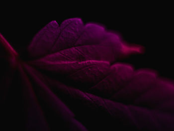 Macro shot of purple flower against black background