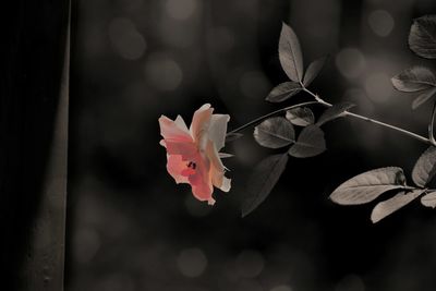 Close-up of flower blooming outdoors