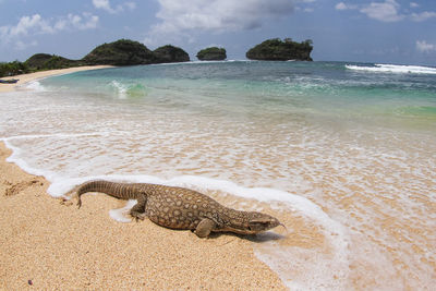 Savannah monitor lizard roam at the tropical beach
