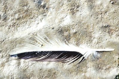 High angle view of feather