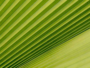 Full frame shot of palm trees
