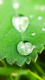 Close-up of water drops on leaves