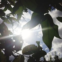 Low angle view of tree branches against sky