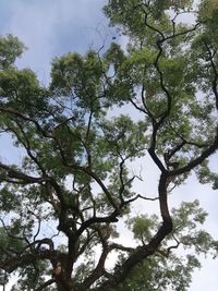 Low angle view of trees in forest against sky