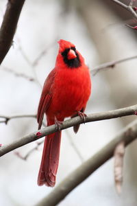 Close-up of a bird perching on branch