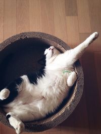 Cat sleeping on couch
