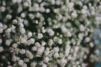 Close-up of white cherry blossoms in spring