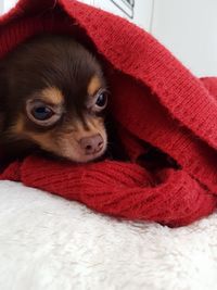 Close-up portrait of puppy on bed at home