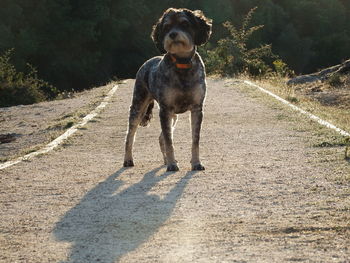 Dog in park