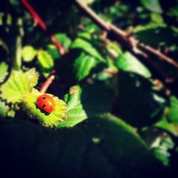 Close-up of ladybug on leaf