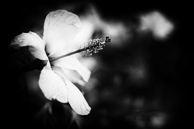 Close-up of flower against blurred background