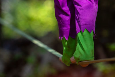 Close-up of pink flowering plant