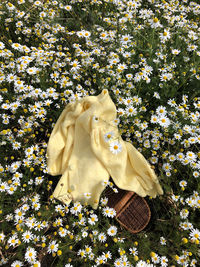 Close-up of white flowers against plants