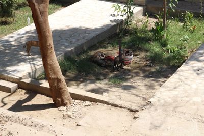 High angle view of people on tree