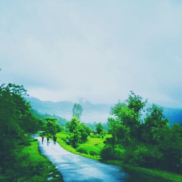 tree, sky, scenics, beauty in nature, road, tranquil scene, landscape, mountain, the way forward, tranquility, green color, nature, grass, growth, day, non-urban scene, outdoors, idyllic, cloud - sky, incidental people