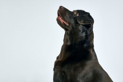 Dog looking away against white background