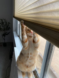 High angle view of cat looking at window sill