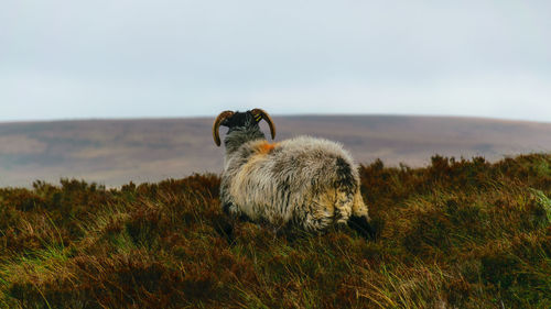 A portrait of a ram in the irish countryside, healthy livestock feeding in a lush rural setting