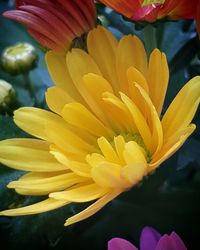 Close-up of yellow flower