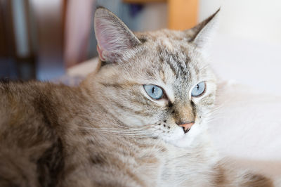 Close-up portrait of cat