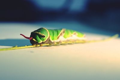 Close-up of insect on leaf