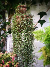 Low angle view of potted plant hanging from tree