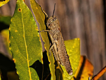 Close-up of butterfly on leaf
